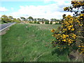 Roadside gorse bush in PE31 6XU