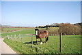 Horse near Home Farm in TN35 5DR
