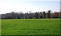 Woodland across wheat in TN35 5DN