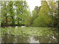The Moor village pond in TN18 4RR