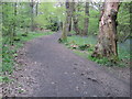 Footpath in Ecclesall Wood in S11 9NH