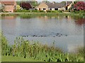Village Pondlife at Boughton in PE33 9AE