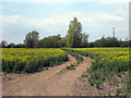 Track through Oilseed Rape Field in TN25 7JA