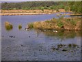 Geese on Woolmer Pond in GU33 6ET