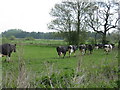 Cows returning to the fields after milking in SO51 6AB