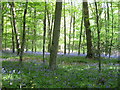 Bluebells in Moorcourt Copse in SO51 6AB