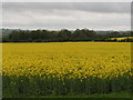 Field of rape next to the Roman road in SP4 6HN