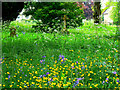 Wild flowers in the churchyard, Holy Trinity Church, Woodgreen, Witney in OX28 1BN