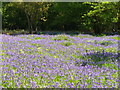 Bluebells in Book Hurst in GU6 7DT