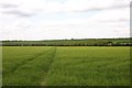 Footpath north-west of Balsham in CB1 6EY