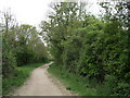 Trees beside Downs Link Path in BN43 5FD