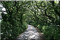 Canopy of Oak above the Road in TR8 5BA