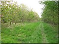 Young woodland, Balkello in DD3 0QX