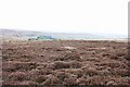 Heather on Danby High Moor in YO21 2NJ
