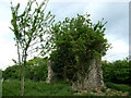 Remains of east wall, old church in Westley in IP33 3SL