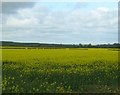 Rape field, Northlands in HU17 8QT