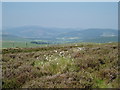 Cotton Grass on Blake Muir in EH44 6PY