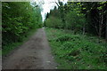 Track in Flaxley Wood in GL17 0EB