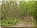 Woodland track to Hurst Wood in TN18 5DP