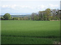 Cropped field near Capielaw in EH24 9ED
