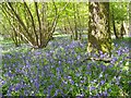 Bluebell (Endymion non-scriptus), Garston Wood in SP5 5PB