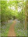 Bluebell walk in Mowhurst Wood in TN8 6LR