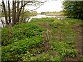 River bank, Beltingham Nature Reserve in NE47 7JA