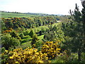 East Lothian Landscape : Valley of the Spott Burn between Easter Broomhouse and Doon Hill (view looking south-west) in EH42 1UZ