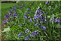 Bluebells in GL14 3LL