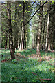 Forest in Spring sunshine in GL14 3AW
