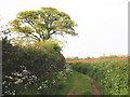 Strawberry Lane, near Whimple in EX5 2PZ