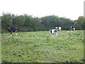 Dairy cattle, grazing at Pithayes Farm in EX5 2SJ