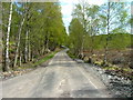 Tree lined road at Comrie in IV14 9EN