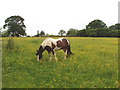 Pasture with buttercups and horse, near Chesham in HP5 3JY