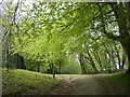 Path in Dunrobin Woods in KW10 6SF