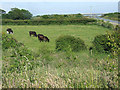 Grazing cattle near to the A55 in LL65 4SS