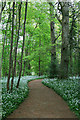 Path through wild garlic in BH21 4EG