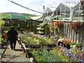 Plants for sale at Hilliers Garden Centre in HP1 3BA