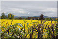 Oilseed rape crop, Burghill in HR4 7QR