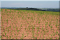 Washfield: arable land in EX16 9RF