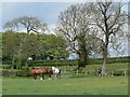 Horses near Gorse Farm in LE14 4PR