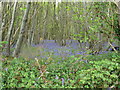 Bluebells in Gosdenheath Copse in GU28 9BY