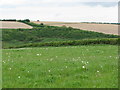 Fields near Cattistock in DT2 0JB