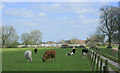 2010 : Cattle and farm track seen from Portway Lane in BA3 4TY