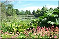 Bog Garden and the Great Pond, Forde Abbey Gardens in TA20 4LP