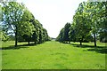 Avenue of Trees, Forde Abbey Gardens in TA20 4LR
