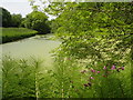 Binsted fishponds in GU34 4PA