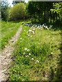 Footpath from Fordwich in CT2 0DW