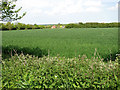 Cultivated field north of All Saints' church in PE32 2SR