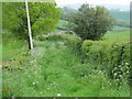 Overgrown footpath to Bettiscombe House in DT6 5QD